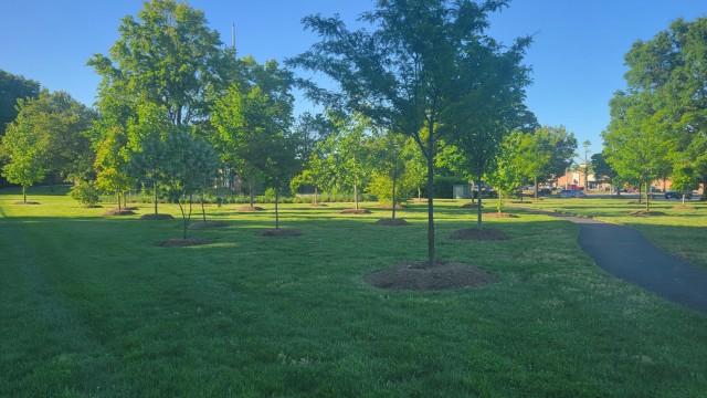 A stand of around 40 saplings grow near the Joint Base Myer-Henderson Hall Memorial Chapel on May 5. The trees – a mix of White Fringe, Honey Locust, Eastern Redbud, American Elm, Swamp White Oak, Tulip and Sweetgum – were planted in 2019 by the JBM-HH Directorate of Public Works. 