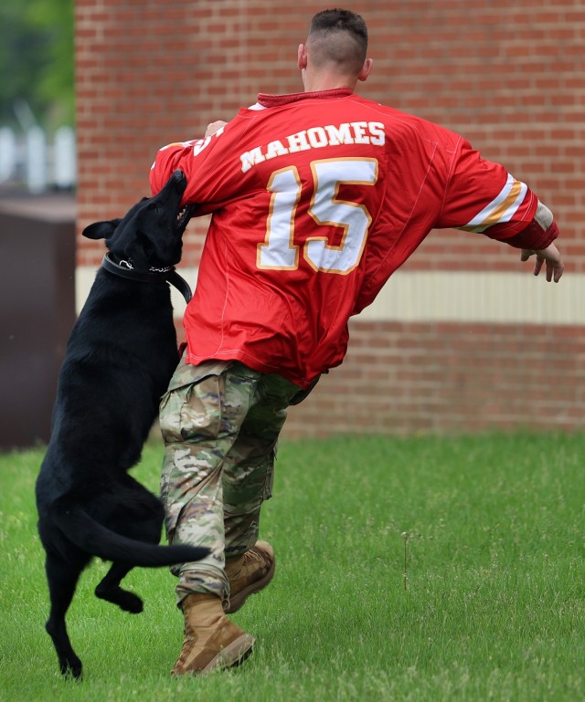 905th Military Working Dog Detachment demonstration