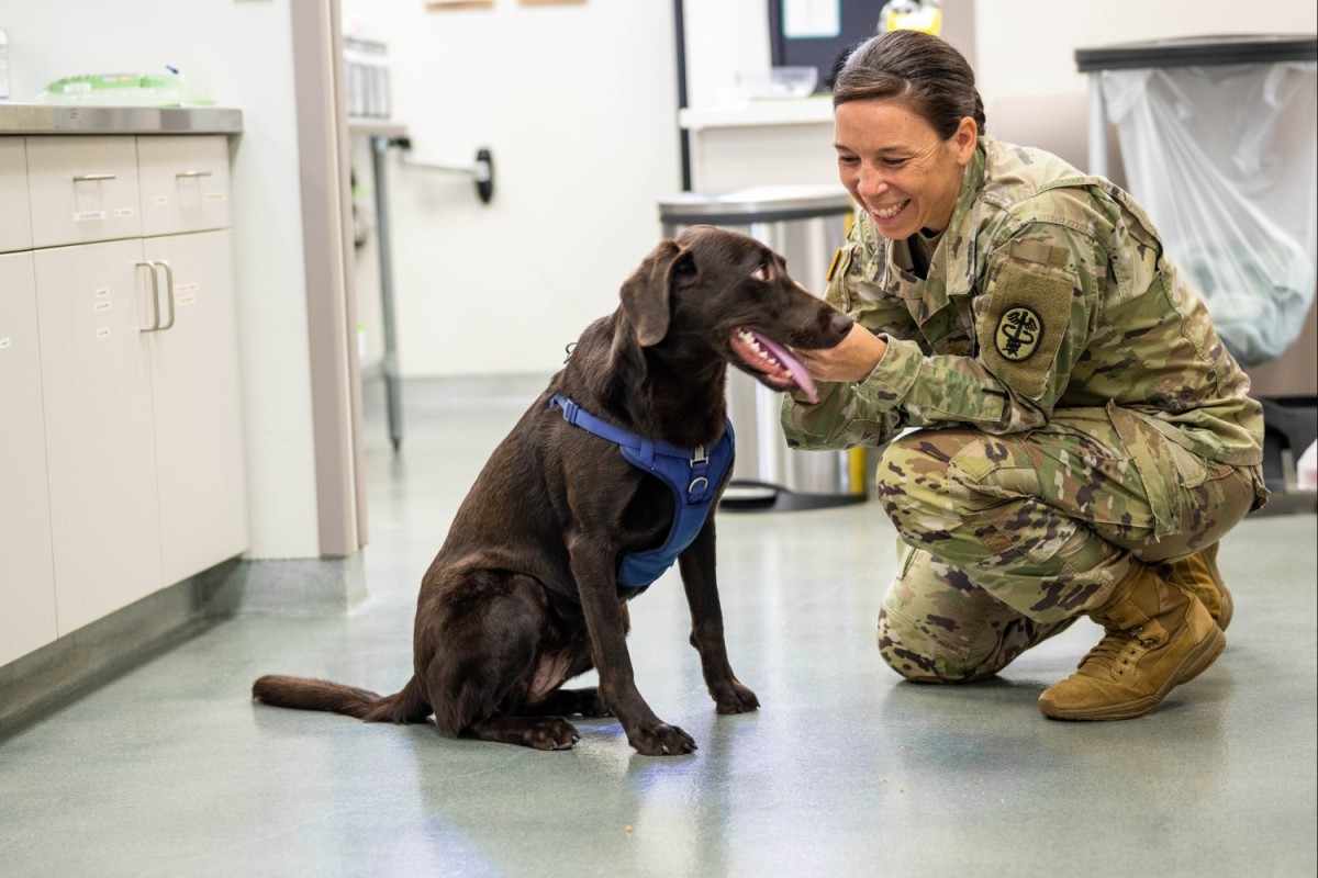 Ask an Army veterinarian PCSing with pets Article The United