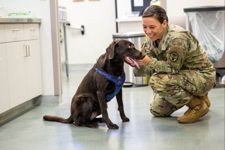 Maj. Meghan Louis, a veterinarian and director of veterinary services at Public Health Command-Pacific, greets chocolate lab Sadie, prior to her appointment at Fort Shafter Veterinary Treatment Facility.