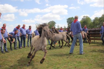Spectators from near and far gather for the annual wild horse round up “Wildpferde fangen” approximately 12 km (7.5 miles) west of Dülmen in the heart of..
