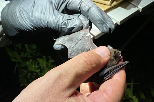 Fort Knox has two of the largest known Indiana bat maternity colonies.  Monitoring efforts on these colonies have occurred to determine roost use, foraging habitat, dietary analysis, and response to mechanical disturbance.  All bats captured are fitted with a wing band.