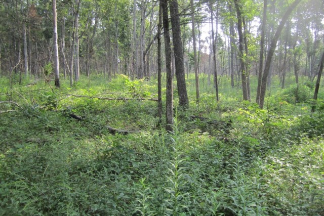 This is an example of forb response after cedar harvest followed by prescribed fire within a hardwood stand.  This herbaceous component increases invertebrate abundance which is the forage base for forest dwelling bats as well as many neotropical migratory birds.  The removal of the cedar “clutter” also enhances foraging by bats below the forest canopy