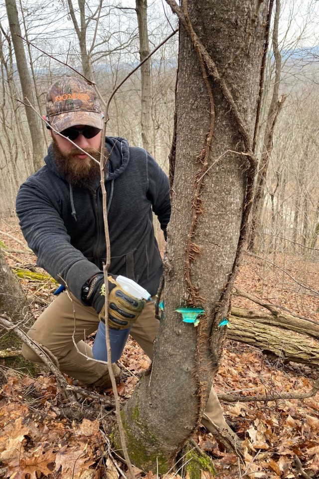 Injection of exotic and undesirable woody species is a primary focus of Fort Knox’s forest management.  Kevin Bunkowske uses an injection technique “hack and squirt” which is a 20% solution of 53.1% imazapyr and water, applied when sap flow is not a concern.  A 50% solution of clopyralid and water is used for species such as redbud, kudzu and black locust.