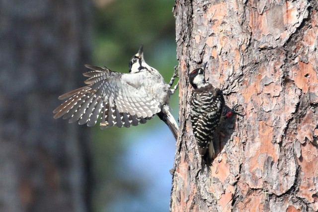 Fort Polk is home of the federally endangered red-cockaded woodpecker. The RCW nests in live, mature pine trees. In Fiscal Year 2022, Fort Polk’s RCW potential breeding groups grew by 9.4%, the largest increase since 1996.