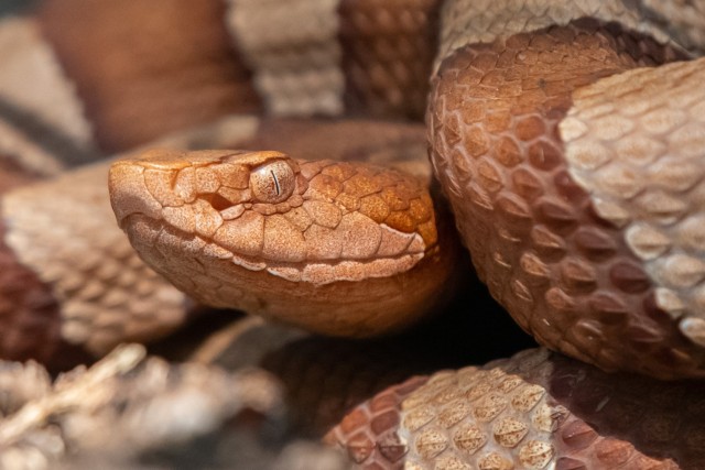 The showy, broad-banded Copperhead is the most common venomous snake at Fort Cavazos. Copperheads usually rest in habitats that make them disappear from obvious sight, also known as cryptic camouflage. (Photo by Paul Block, DOD PARC/Navy Virginia)