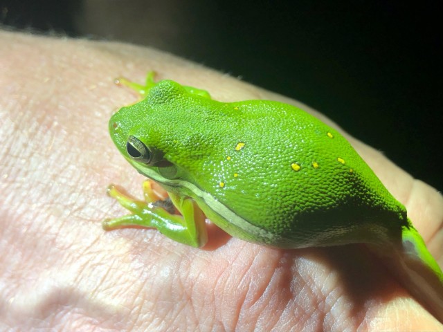 A Green Tree frog is photographed then released June 1 at Engineer Lake in training area 30 on Fort Cavazos. Herpetologist Chris Petersen holds the frog in his safe &#34;herpers grip,&#34; secured between his index and middle fingers. (Photo by Chris Peterson, DOD PARC)