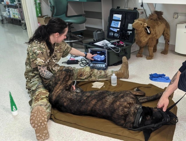 KFOR Soldier conducts K9 ultrasound