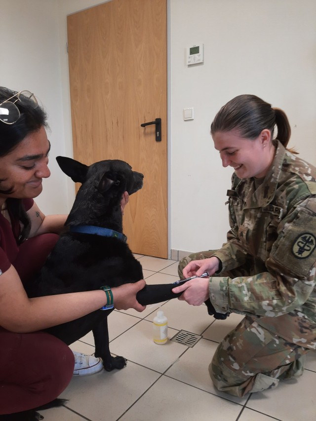 Sgt. Courtney Jimenez, U.S. Army animal care specialist assigned to the Wiesbaden Veterinary Treatment Facility, draws blood from a dog.