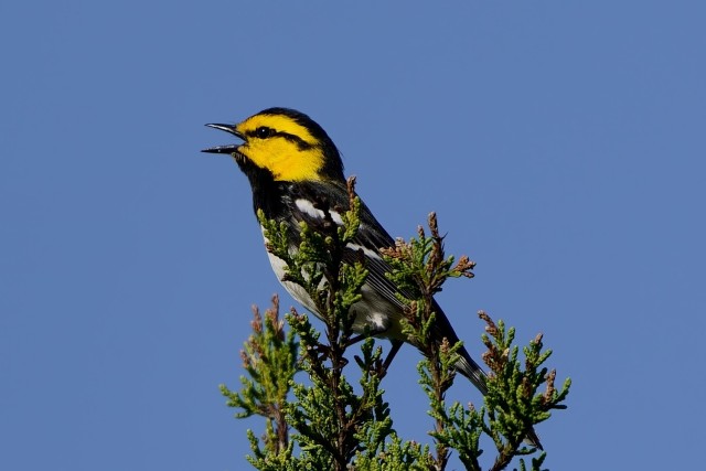 Golden-cheeked Warbler