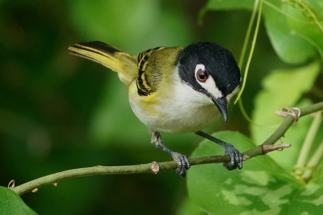 Male Black-capped Vireo