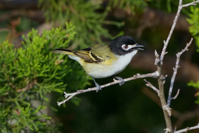 Male Black-capped vireo