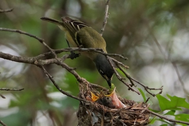 Female Black-capped Vireo