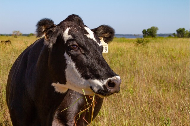 Holy Cow! Kansas City District’s Agricultural Leasing Program Provides Benefits Far Beyond Land Management