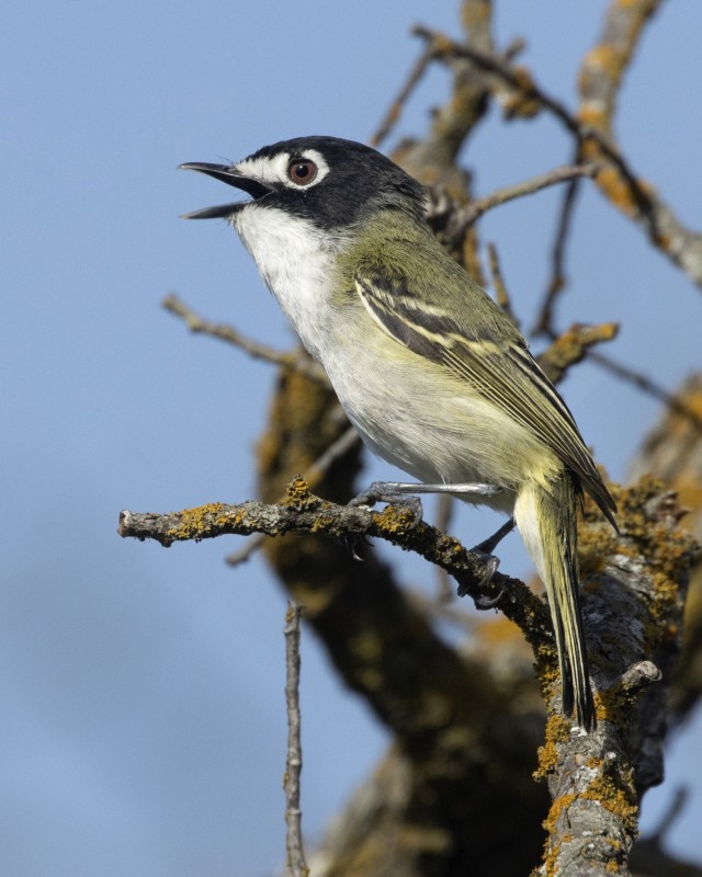 Male Black-capped Vireo
