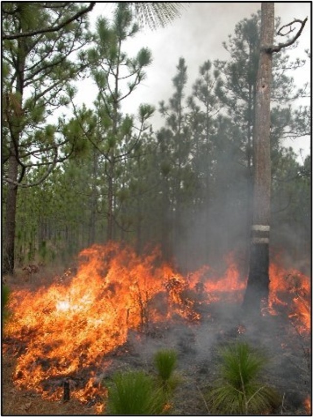 A fire burns through a training area as part of an annual prescribed burn at Fort Liberty. Each year the Forestry Branch burns a third of the installation to mimic the historical disturbance regime and promote a thick and lush groundcover, sparse midstory and dominant longleaf pine overstory.
