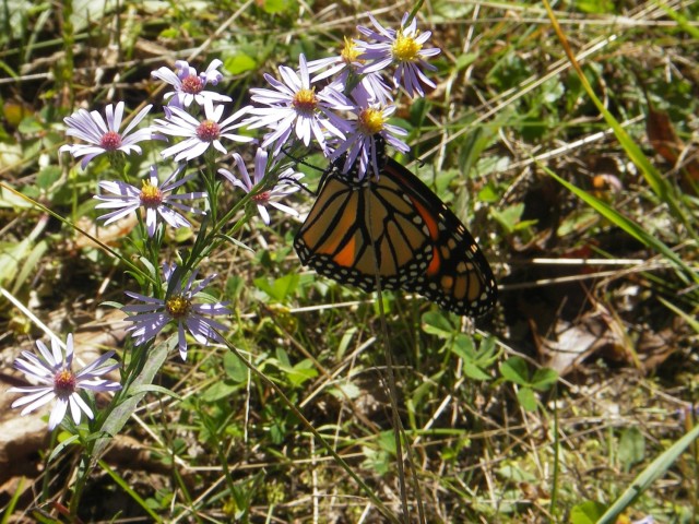 Sky Blue Aster (Syphyotrichum oolentangiense) with Monarch butterfly (Danaus plexippus) - Fort McCoy land management supports high quality prairie that is rare in the state of Wisconsin.  Monarchs have declined significantly in the State of Wisconsin.  These open areas and savannas support diverse training on Fort McCoy.  Sustaining open and semi-open landscapes is imperative to future training operations. 
