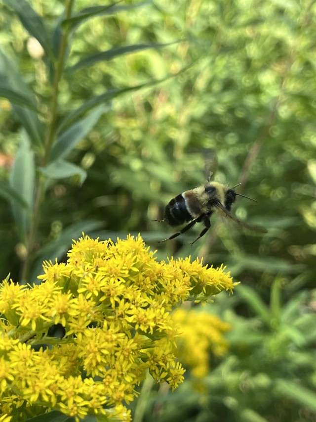 Fort McCoy conducts bee surveys to locate the endangered Rusty Patched bumblebee on Fort McCoy.