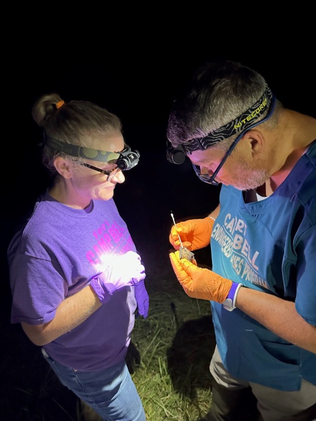 Gene Zirkle and wife Patricia Zirkle attach a MOTUS transmitter to an endangered gray bat. Transmitters will continuously track the bat’s movements for up to 13 days providing foraging and travel data to biologists. The transmitter emits pings that are recorded at MOTUS receiver sites within the region. Patricia Zirkle is a local high school biology teacher and occasionally spends her time with Gene in the field. Her time spent in the field allows her to develop relevant teaching lessons from firsthand experiences.