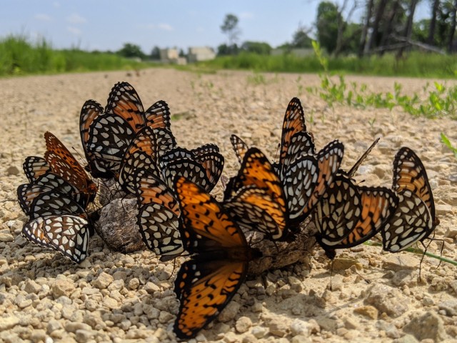 Regal Fritillary butterflies are sometimes found on Coyote Scat in the North Impact Area of Fort McCoy.