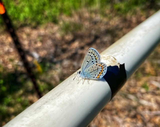 A Karner Blue butterfly was found resting on a survey transect pole at Fort McCoy.