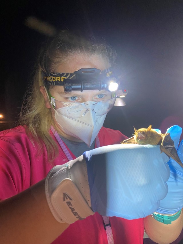 Gene Zirkle’s daughter Sarah Zirkle inspects a red bat prior to releasing back to the wild. Sarah is a wildlife biologist working with Austin Peay State University collecting summer roost data for the endangered Northern long-eared bat and proposed tricolored bat on the installation. Summer roost data is utilized to assist post foresters in developing forest management plans to minimize impacts to both species. Gene Zirkle is the Fort Campbell endangered species biologist.