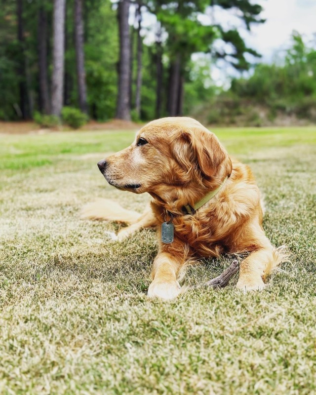 BJACH celebrates the Dog Days of Summer with the Defense Health Agency