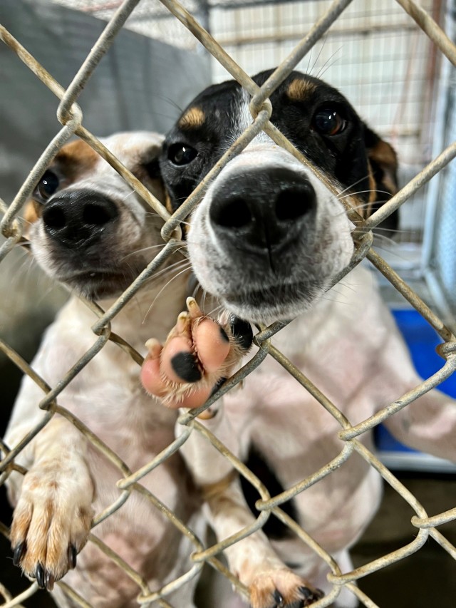 BJACH celebrates the Dog Days of Summer with the Defense Health Agency