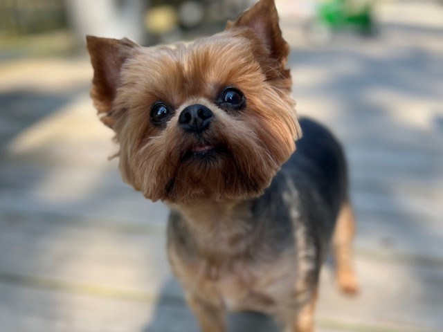 BJACH celebrates the Dog Days of Summer with the Defense Health Agency