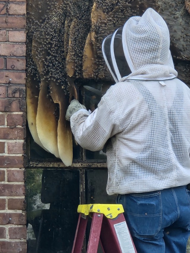 More than 25 thousand honeybees found at Bureau of Engraving and Printing demo project re-homed in Baltimore