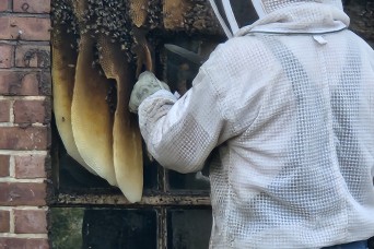 More than 25 thousand honeybees found at Bureau of Engraving and Printing demo project re-homed in Baltimore