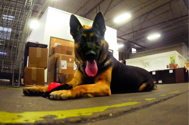 Fort Gregg-Adams handler, canine conclude Army service, forging new relationship as owner, pet