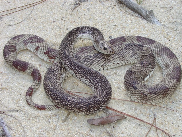       Florida Pine Snake was discovered at Fort Stewart.                         