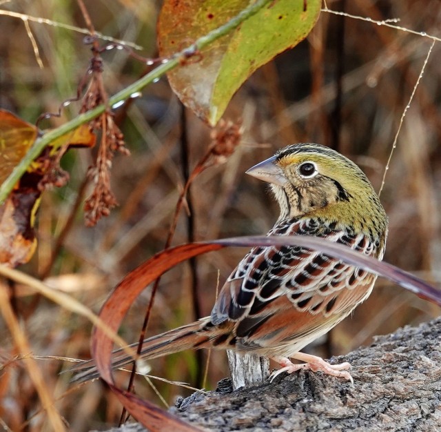 Henslow&#39;s Sparrow can be found wintering at Fort Stewart.                       