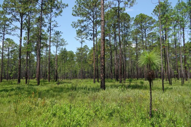 Prescribed burning help ensure the longleaf pine wiregrass provides a good habitat at Fort Stewart.