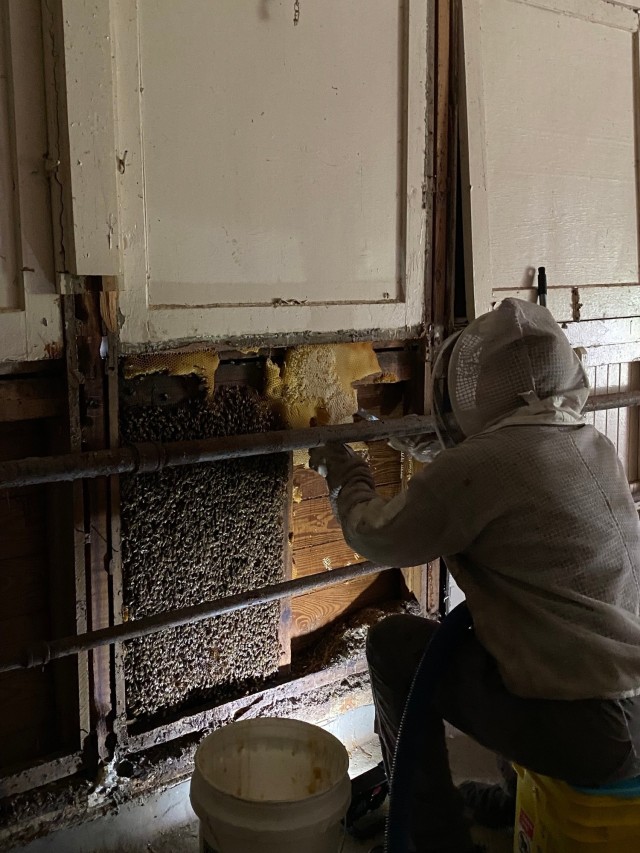 Bill Castro, beekeeper, extracts hive and honeybees