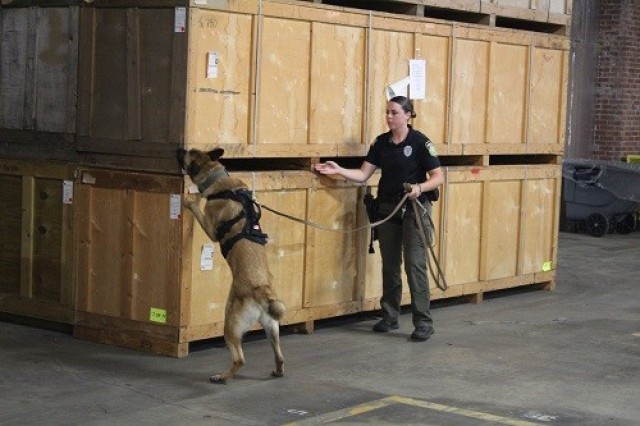 Redstone K-9 handler Ashtyn Gibson leads her explosives dog Lee through the detection phase of certification Sept. 13 at warehouse building 8026. 