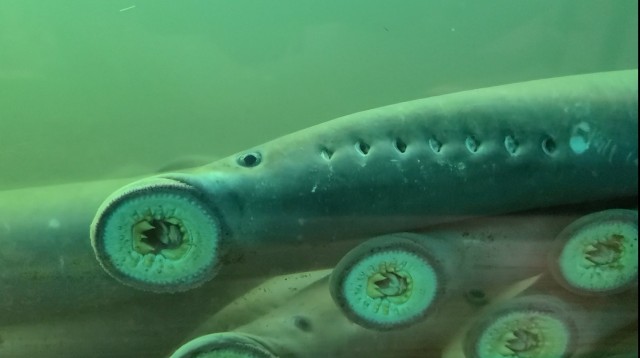 Pacific lamprey returns eclipsing other years