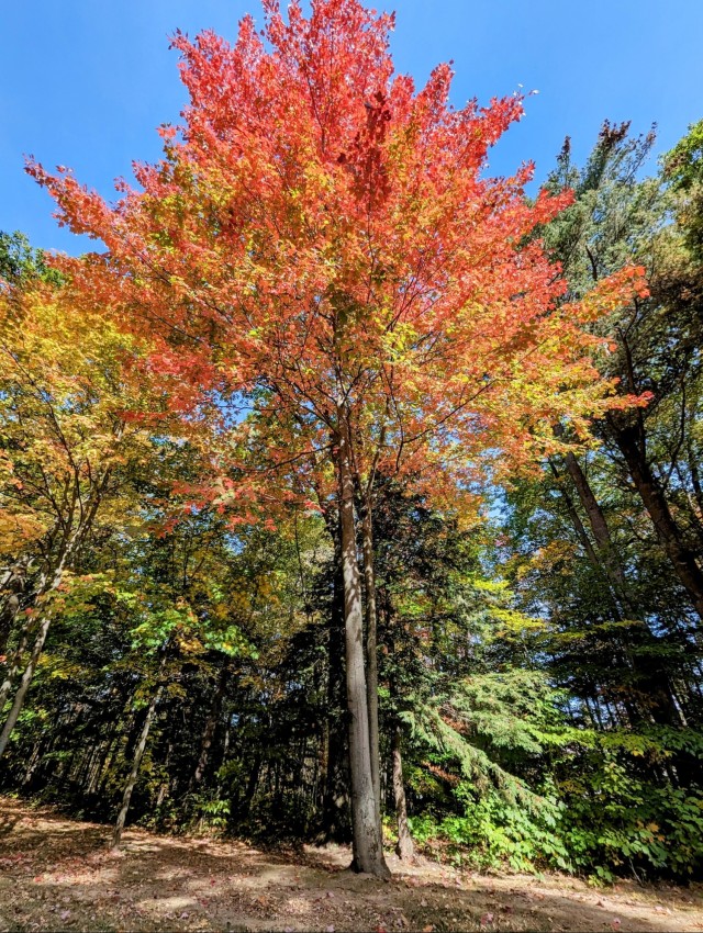 Photo Essay: Fall foliage decorates Fort Drum with stunning colors