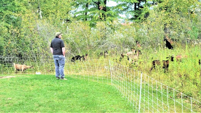 Energy Action Month: Fort McCoy uses goats to save on resources in fight against invasive plant species