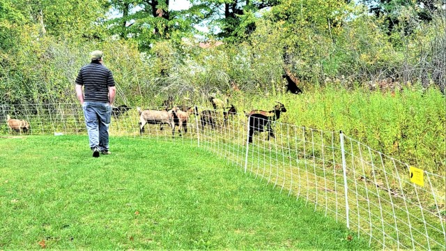 Energy Action Month: Fort McCoy uses goats to save on resources in fight against invasive plant species