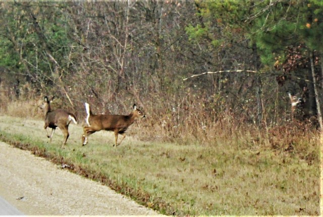 2023 archery deer season underway; Fort McCoy hunters must make sure to have necessary permits, licenses