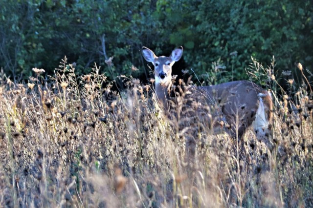 2023 archery deer season underway; Fort McCoy hunters must make sure to have necessary permits, licenses