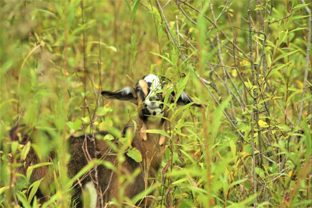 Energy Action Month: Fort McCoy uses goats to save on resources in fight against invasive plant species