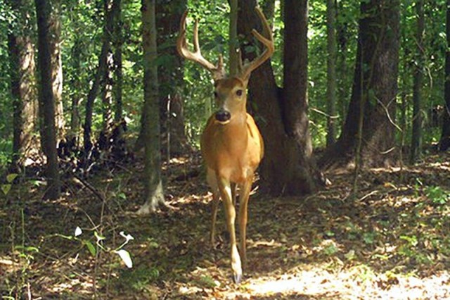 For Safety’s sake, stay out of the woods during hunting season