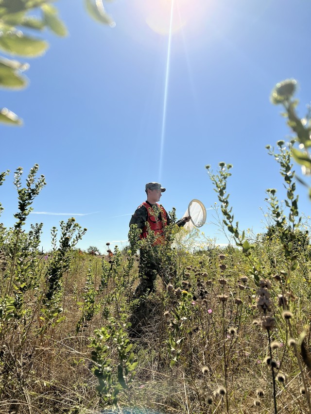 2nd Lt. Callum Butler, Charlie Battery, 6th Battalion, 56th Air Defense Artillery Regiment, treks through a field of curly-top gumweed Oct. 14 in search of monarchs. (U.S. Army photo by Christine Luciano, Fort Cavazos DPW Environmental)