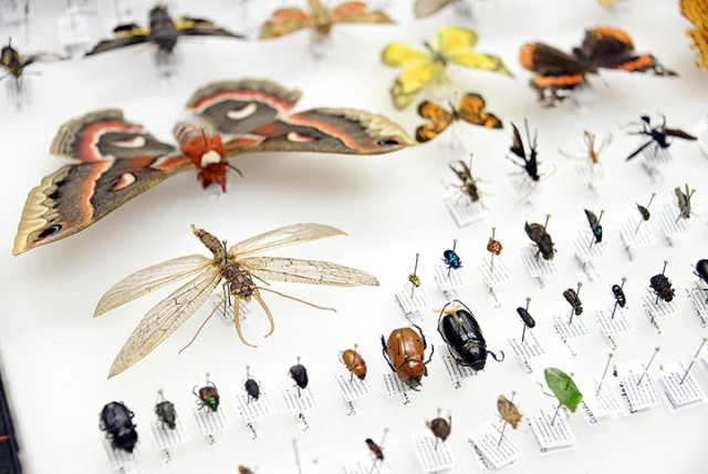 Insect Survey