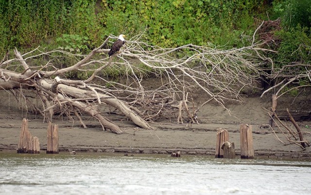 Eagle Habitat