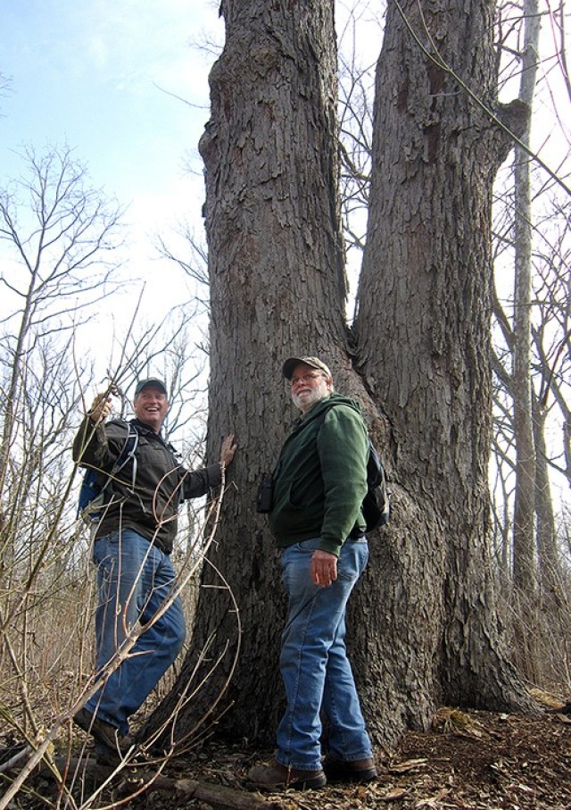 Champion Pecan Tree