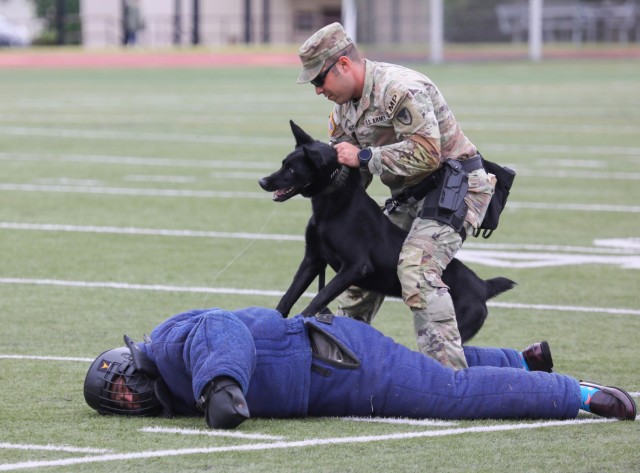 Sgt. Bruno Werneck, a military working dog handler assigned to the 901st Military Working Dog Detachment, demonstrates how one of their dogs, Lock, can apprehend a suspect played by Zama Middle High School Principal Henry LeFebre during a Red Ribbon Week event at Camp Zama, Japan, Oct. 31, 2023. The demonstration capped off the school&#39;s weeklong campaign that encouraged students to live a drug-free lifestyle.